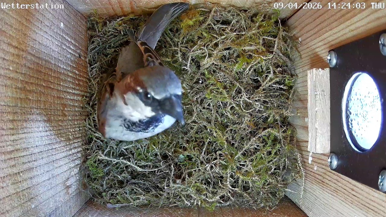 Besuch vom Haussperling im verlassenen Kohlmeisennest | 09.04.2026