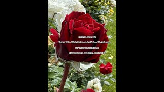 Galerie Fotoserie Rosen Mix - Rüdesheim an der Nahe Rheinhessen