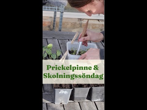Prickelpinne och skolningssöndag - Trädgårdshacks med GardenR