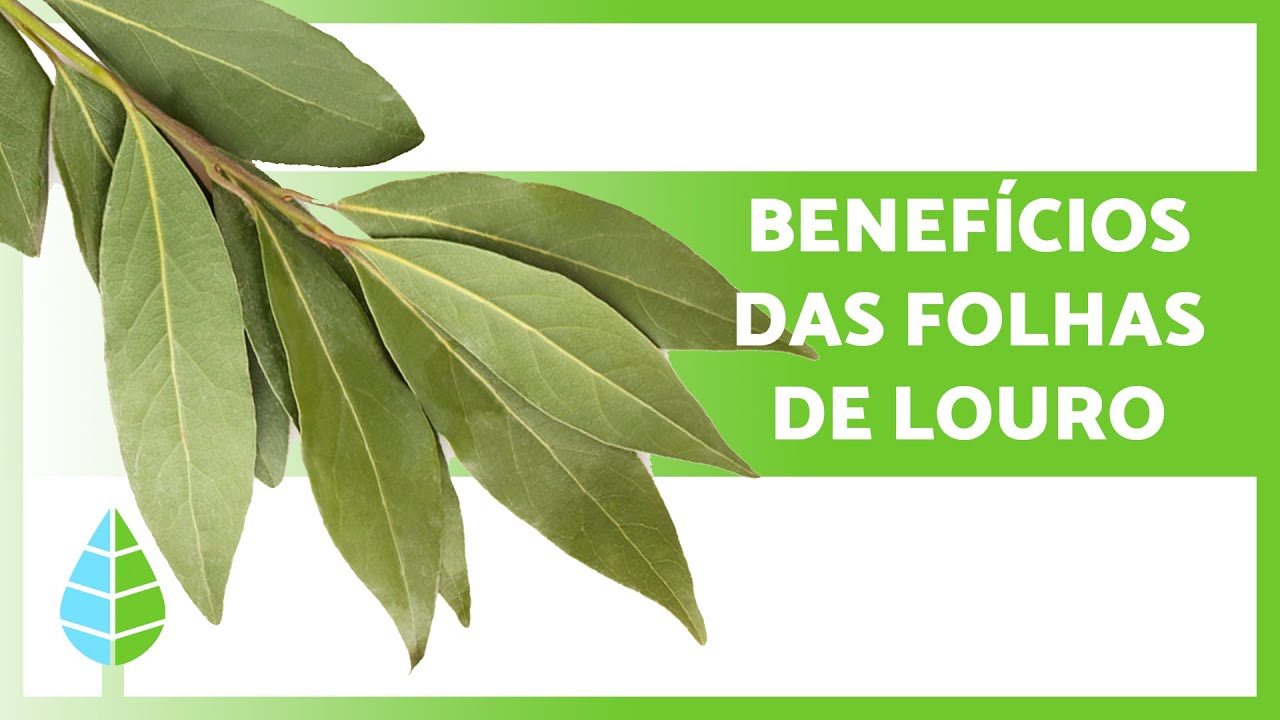 PARA que SERVE a FOLHA de LOURO 🌿 (Propriedades, Benefícios e Como Tomar)