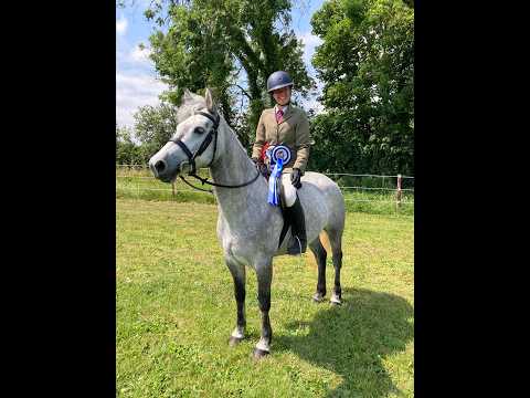 Connemara Performance Pony (by Blakehill Sparrow) - Image 2