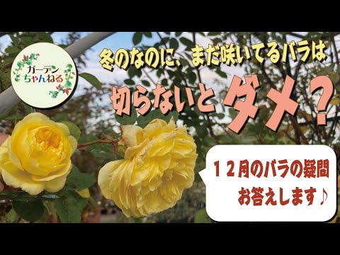 バラの茂みを何月に剪定するか 冬 春 のどの渇き 茂みに水をやる