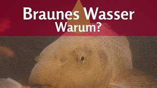 Braunes Wasser im Teich – Ursachen erkennen und verhindern, um Teichwasser klar zu halten