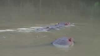 preview picture of video 'Hippo (hippopotamus) in Sheikh Mujib Safari park, Cox's Bazar, Bangladesh'