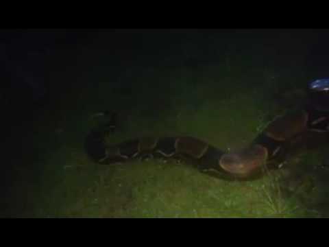 Pequeña anaconda de 5 Mts Encontrada en Chapare. parque Nacional Isiboro secure