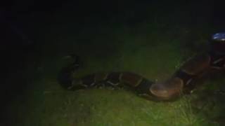 Pequeña anaconda de 5 Mts Encontrada en Chapare. parque Nacional Isiboro secure