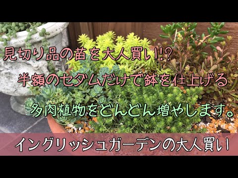 園芸 ガーデンセダム