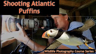 How To Photograph Atlantic Puffins