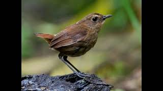 Download lagu pikat dan pancingan cingcoang coklat / jongkangan coklat jernih ... terbukti ampuh mp3 Download lagu pikat dan pancingan cingcoang coklat / jongkangan coklat jernih ... terbukti ampuh mp3