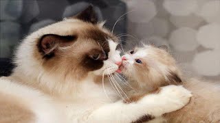 Mommy Cat Hugs Baby Kitten - Mom Cat Hugging and Kissing Baby Kittens