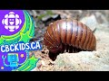 7 Creepy Crawlers You Live With | CBC Kids