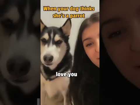 Husky Dog Talking - I love you | Funny Husky 🐶