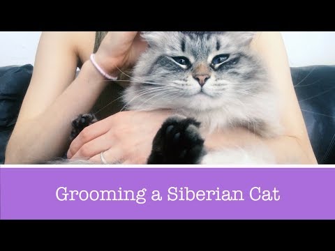 How to Groom a Siberian Cat