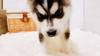 シベリアンハスキーの動画02