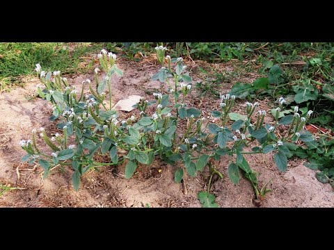 Heliotropium europaeum   European turn-sole