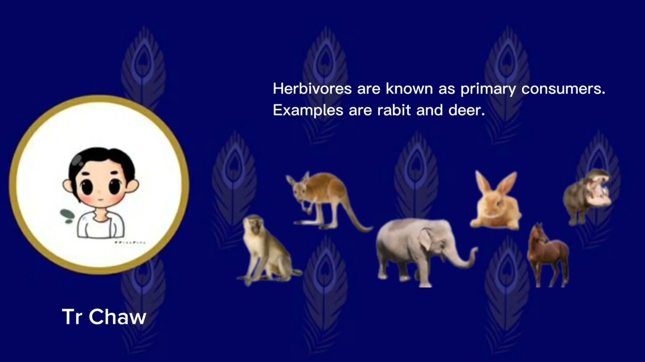 Lesson 11 - Food Chain