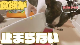 隅々までチェックするフレブル🐶