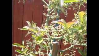 Avocado Trees and Water Needs