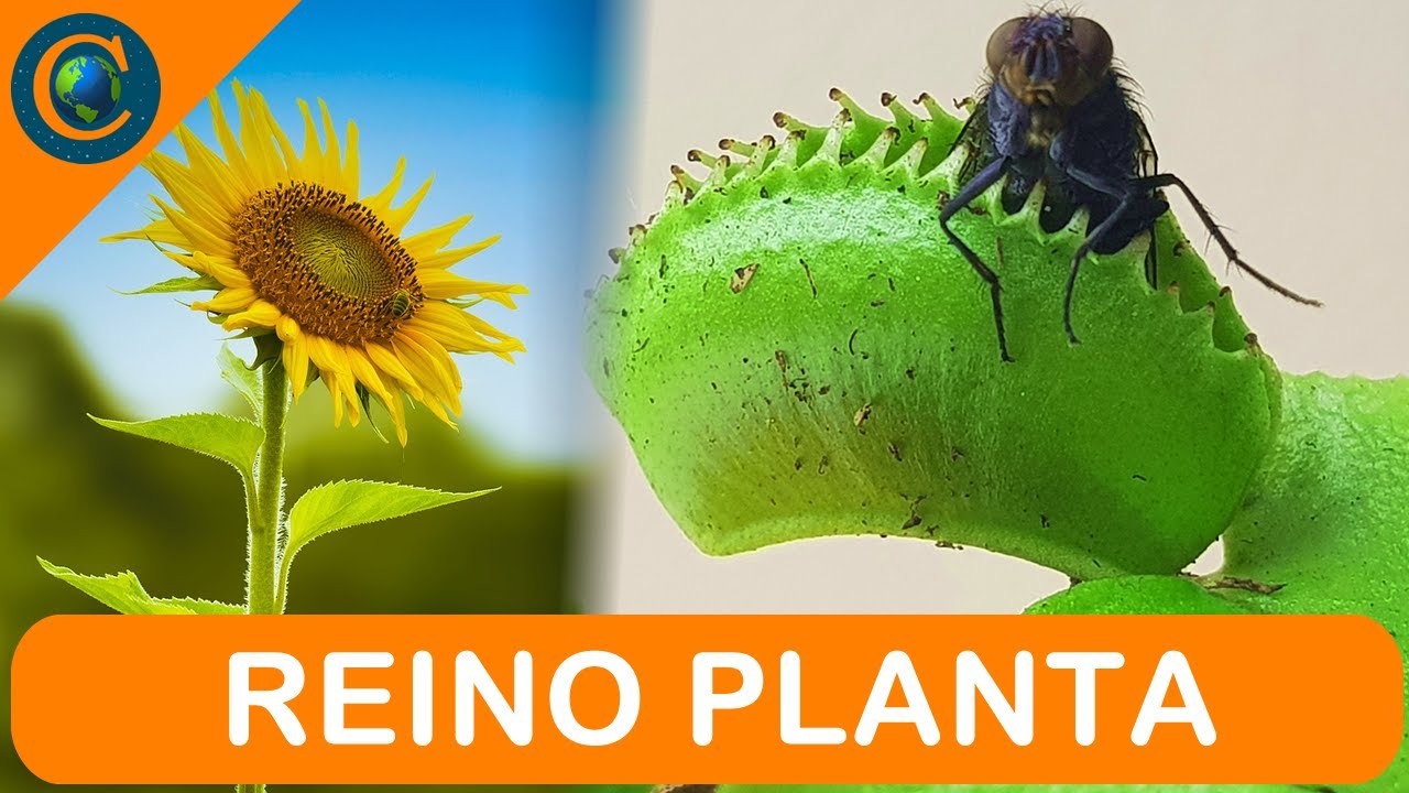 REINO PLANTA