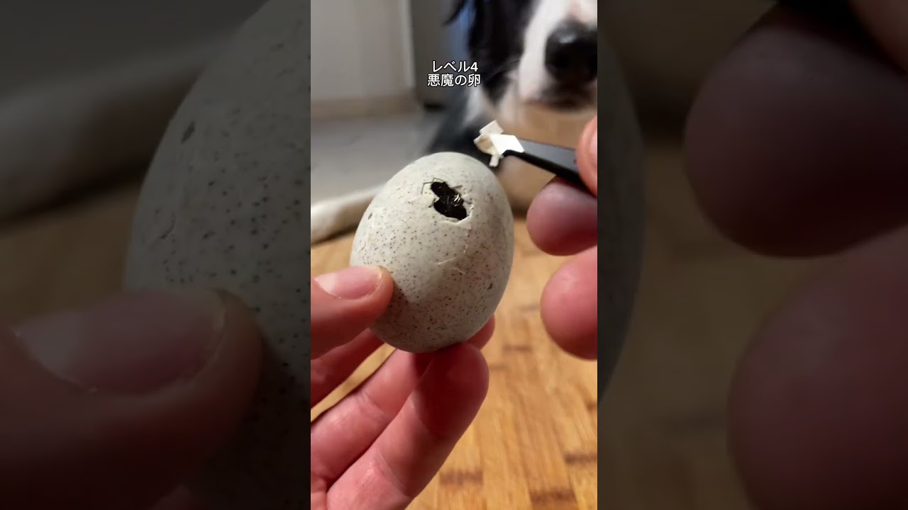 卵が恐ろしすぎた
