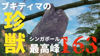 ブキティマの珍獣！シンガポール最高峰を生き抜く野生動物たち。