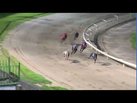 2020 LADBROKES STAYERS CLASSIC - HEAT 4 - T3 BUBBLY DAVE