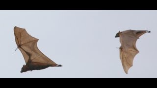 preview picture of video 'Fruit Bats flying foxes at Pine Creek, NT, Australia'