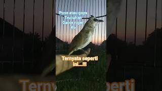 Download lagu gaya atau pose trucukan gacor ropel #6. #trucukangacor #trucukanropel #trucukanropelpanjang #birds mp3 Download lagu gaya atau pose trucukan gacor ropel #6. #trucukangacor #trucukanropel #trucukanropelpanjang #birds mp3