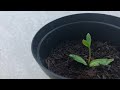 How to grow an olive tree from seed