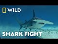 Fin-To-Fin Combat | Bull Shark Vs Hammerhead | National Geographic Wild