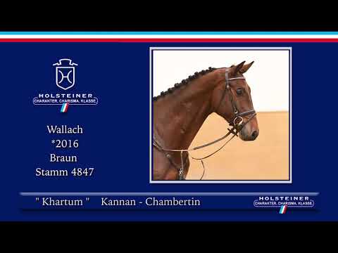 3. Holsteiner Winter-Chance 2021 | Nr. 02 Khartum