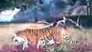 preview picture of video 'Tiger at Öland Zoo'