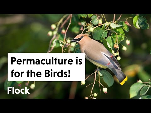 Help us Plan a 1-ACRE PERMACULTURE Area (for the Birds ;-) — Ep. 082