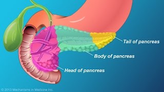 Animation: Overview of the Human Digestive System | Pearson+ Channels