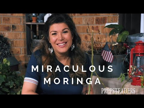 A Conversation on The Tree of Life - Moringa Oleifera