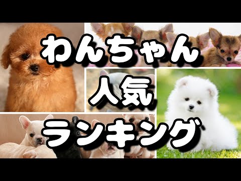 犬の名前と意味