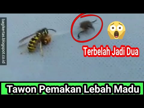 , title : 'Tawon Pemakan Lebah Madu, Salah Satu Hama Bagi Peternak Lebah'