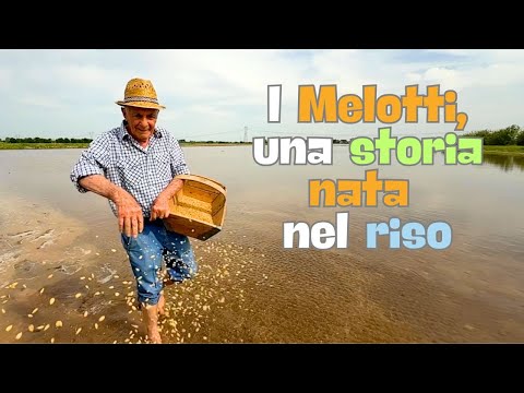 The Melottis, a story born in the rice of Isola della Scala