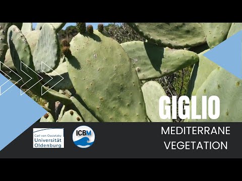 Mediterrane Vegetation auf der Insel Giglio | Werkstatt Zukunft