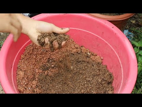 桂花適合的土
