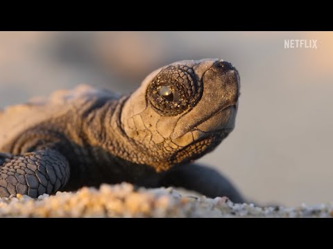 Our Planet II Westdoc interview