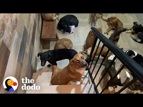 Good Story: Man Lets 300 Dogs Into His Home