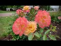 Italian Ice Rose 2021 Rose Of The Year Rosa Shrub