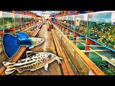 Unbelievable Fish Wholesaler - Super Rare Fish, Giant Shrimp & More!