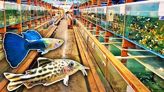 Unbelievable Fish Wholesaler - Super Rare Fish, Giant Shrimp & More!