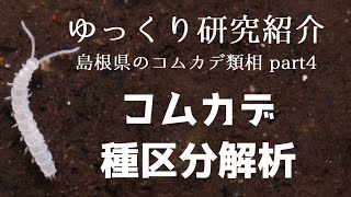【ゆっくり研究紹介】コムカデ種区分解析＿島根県のコムカデ類相④