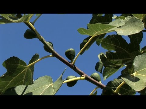 Schnitt und Pflegeanleitung: Feigenbaum - Schnitt, Pflege, Standort, Zeitpunkt und weitere Tipps