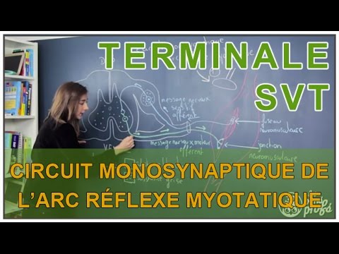 Monosynaptic circuit of the myotatic reflex arc - SVT Terminale - Les Bons Profs