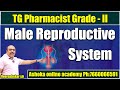 Antony Of The Male Reproductive System Pharmacist Grade 2 Exam Veera Shekar Sir