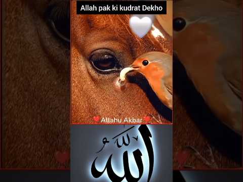 Always trust on Allah ❤️ #javed_ansari #allah #Islamic